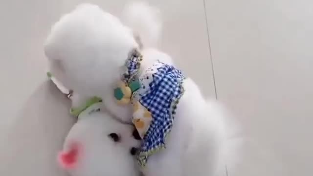 Funny dog video like and subscribe