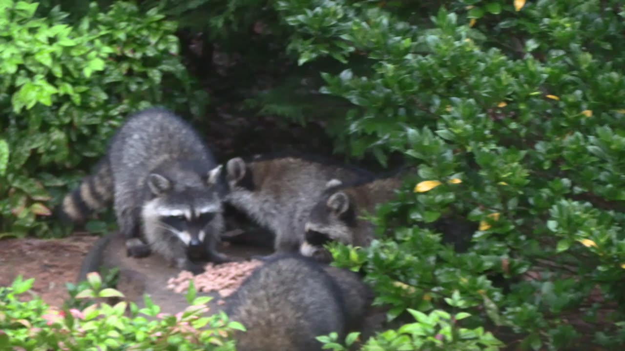 Raccoon Interlude