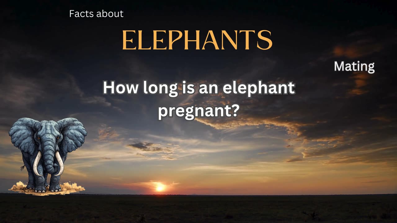 Elephant Fact 8 - How long is an elephant pregnant?