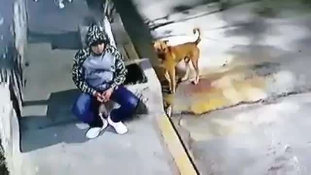 Cachorro o que eu ia fazer mesmo