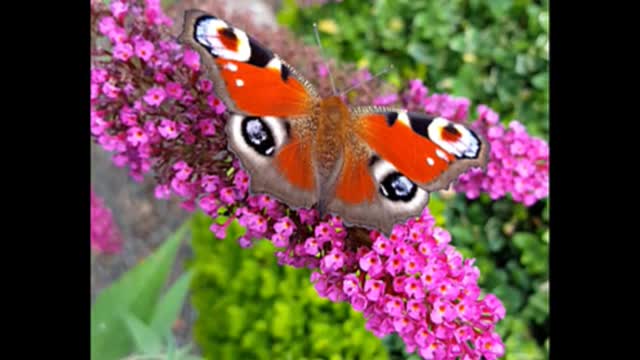 The butterfly Life Cycle Stages