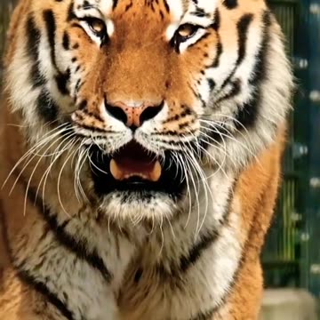 lion status ❤️ । lion king attitude 🤔 status । viral lion video । #shorts #reel #lion