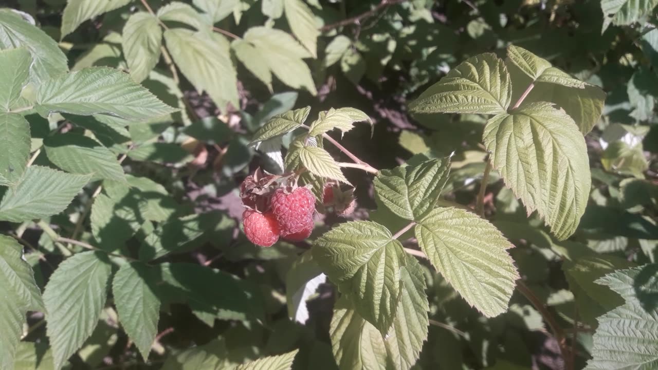 The raspberries are ripe