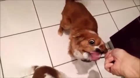 Hungry puppy is delivering food[gentle giant puppies]