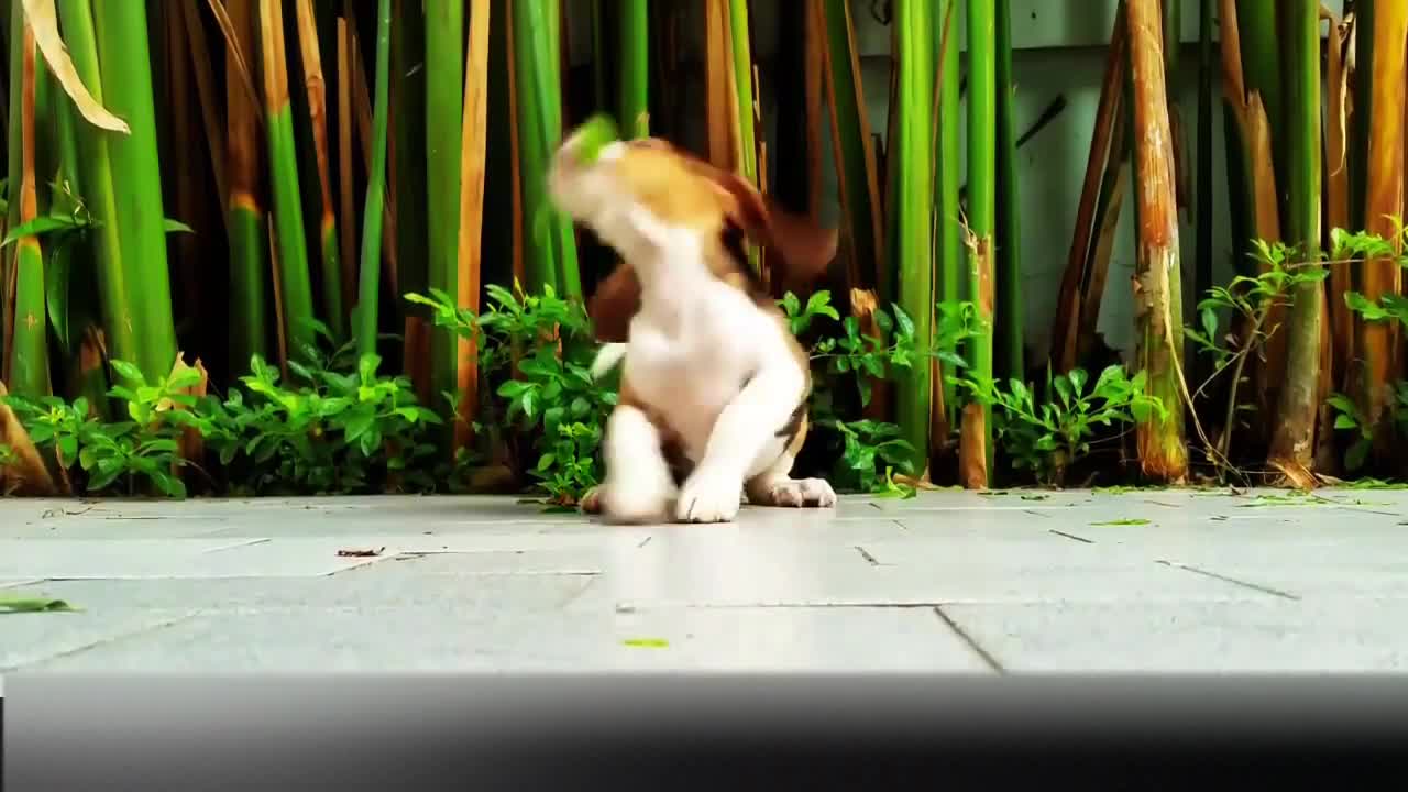 the most cute puppy. I recommend