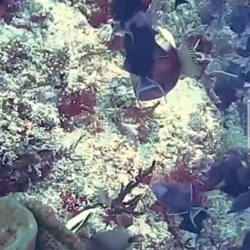 The natural beauty of the ocean was so amazing that fish swam here and there