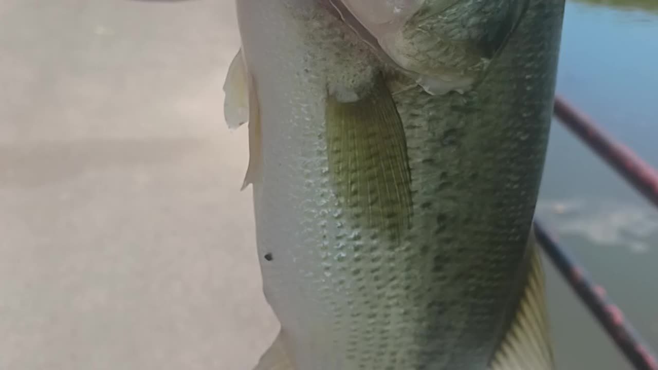 Largemouth bass