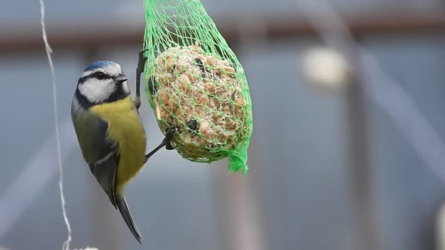 A beautiful, colorful bird eats from a food-hanging net and swings with it