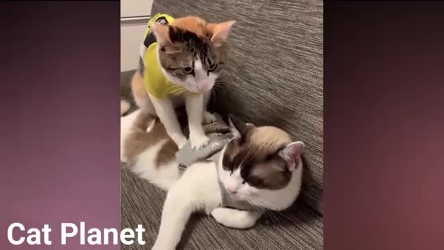 Cute Cats and Funny Cat Video Compilation 2021