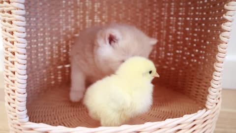 Cats walk with a little hen😍