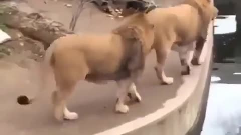 Playing Lions