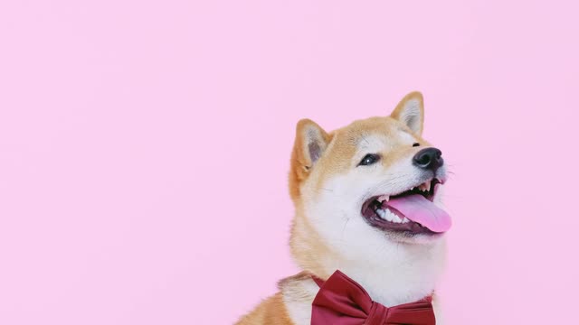 Groom dog in studio for wedding shoot