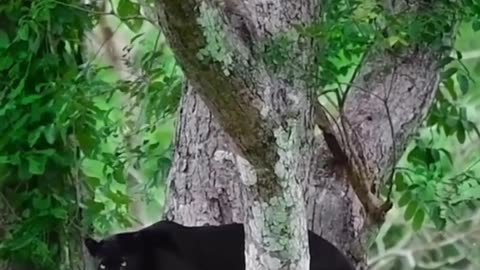 Wildlife in closer view with a natural perspective.