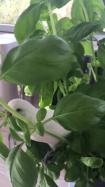 Budgie Playing Around In a Plant