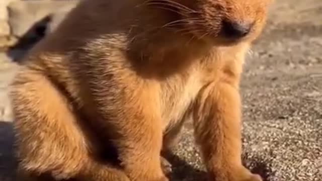 Funniest Animals 🐧 - Funny animal videos can't help but laugh 2021 😁 - Cutest Animals Ever