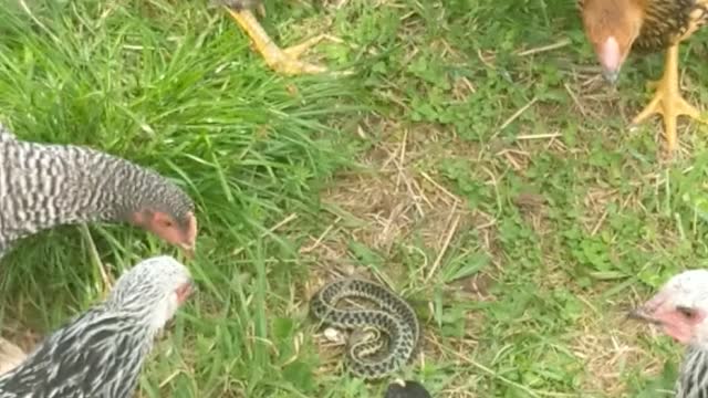 Chickens found a snake