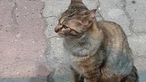 a street cat