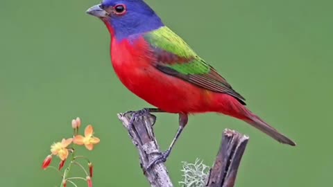 Texas Painted Bunting - May 2018