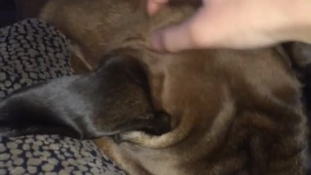 Brown dog lays on pillow next to owner and gets rubbed