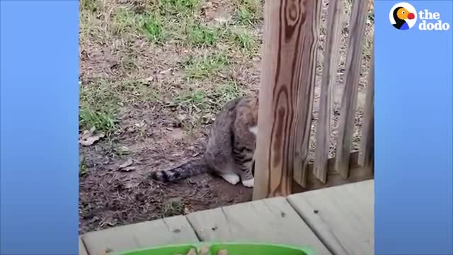 Watch this Hissing Feral Cat Chill and Become a Couch Potato