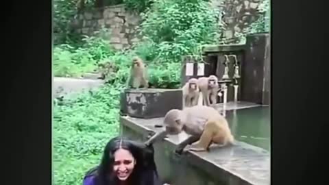 Crazy Animals - funny