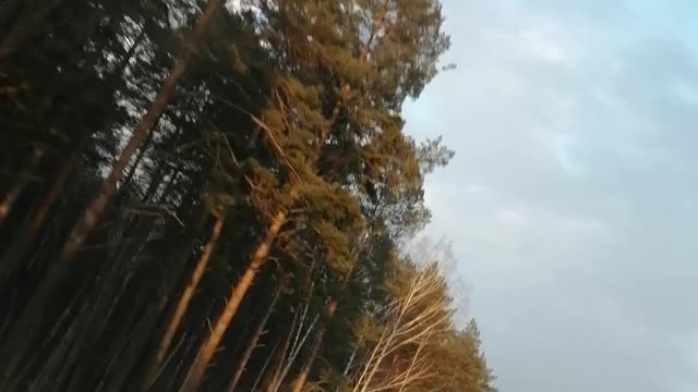 Nature, forest