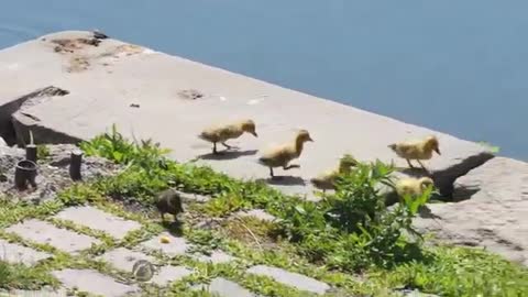 duck in the lake