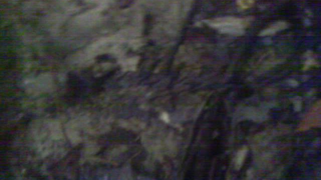 Possible footprint hiking hrs up Mt. Pillama San Antnoio Ecuador