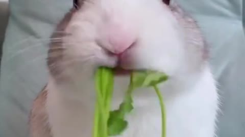 Bunny eats coriander