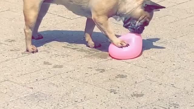 French Bulldog Bailey loves balloons filled with water in her paddling pool ❤