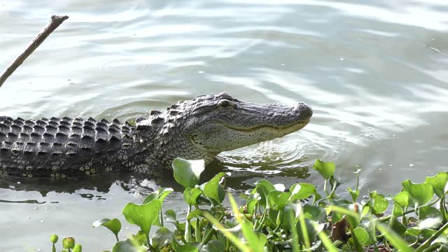 alligator fishing in a lake