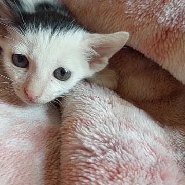 Cat #short video🐈🐱🐱🐱🐱🐈🐈