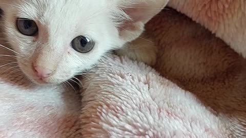 Cat #short video🐈🐱🐱🐱🐱🐈🐈
