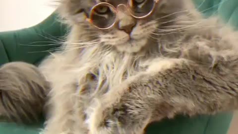 Funny Cat video 😂😂cute baby funny cat video😍😍