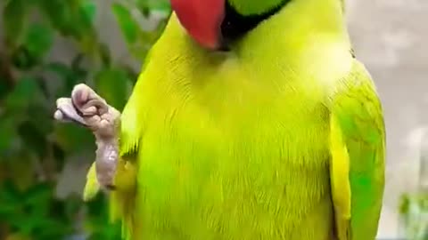 Cute Parrot