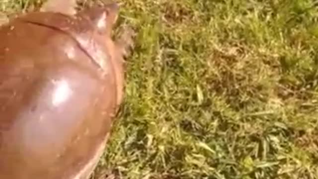 World's Fastest turtle🐢| Turtles speed run to ....Funny video.