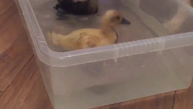 Bulldog pup and her duckling friends .. 👌👇🦆