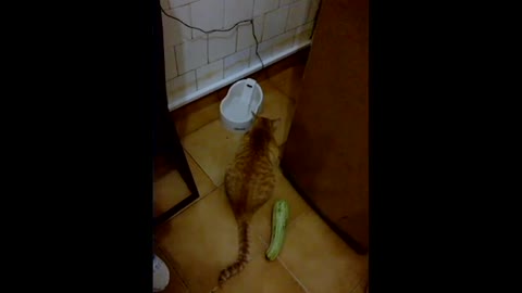 cat jumping funny video