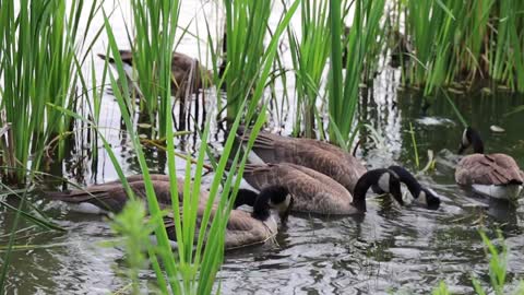 Animals #Ducks