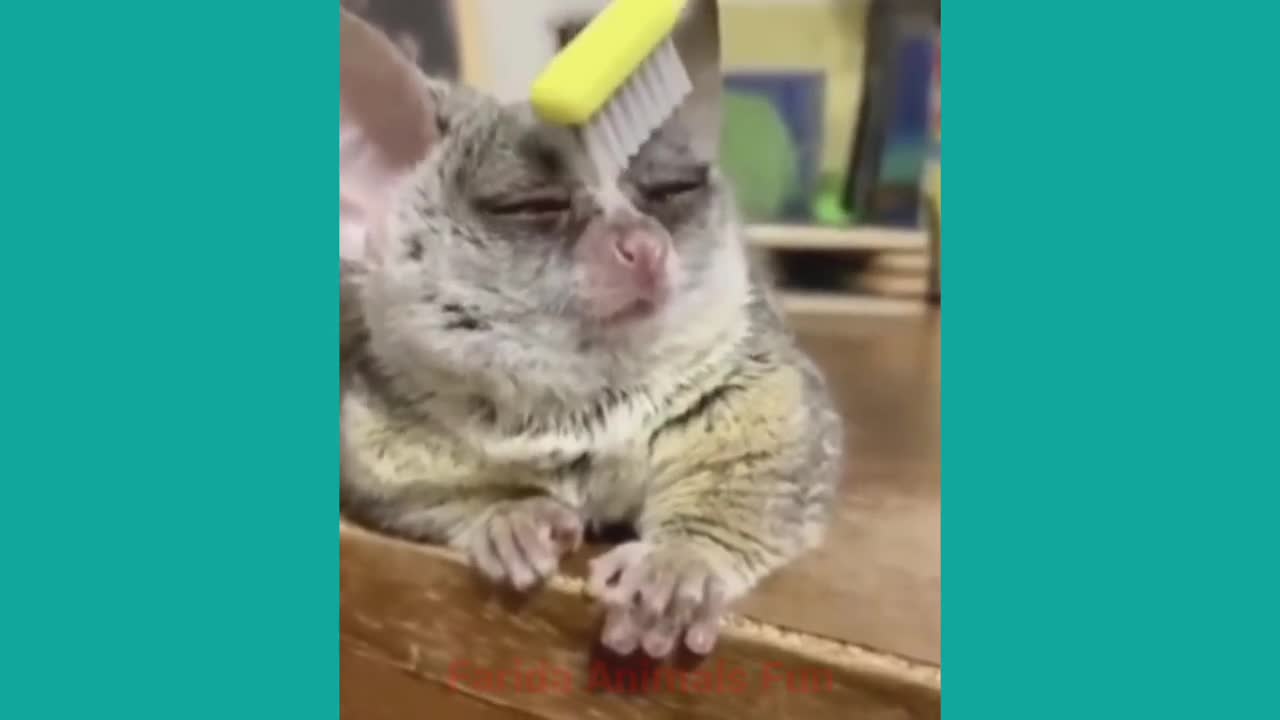 animal videos funny