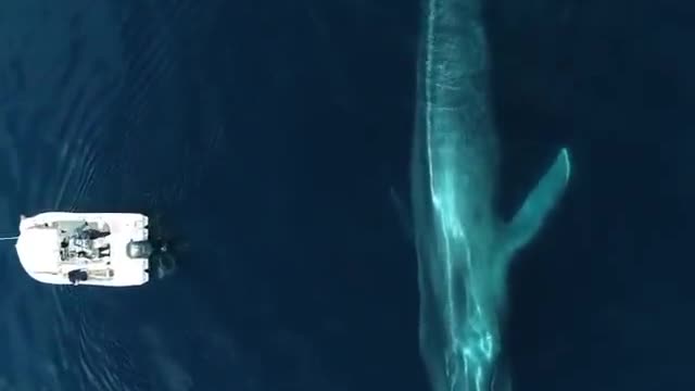 Do you know how massive the Blue Whale 🐋 is? Watch this...