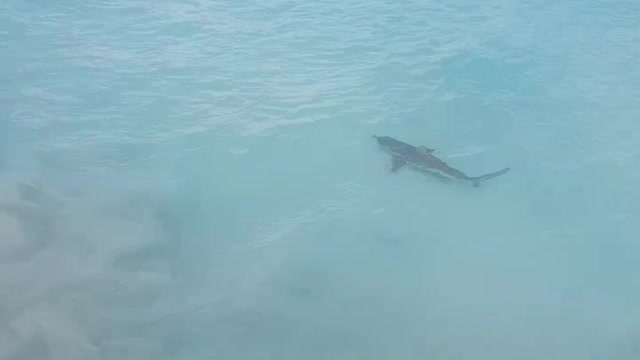 Shark spotted while fishing.