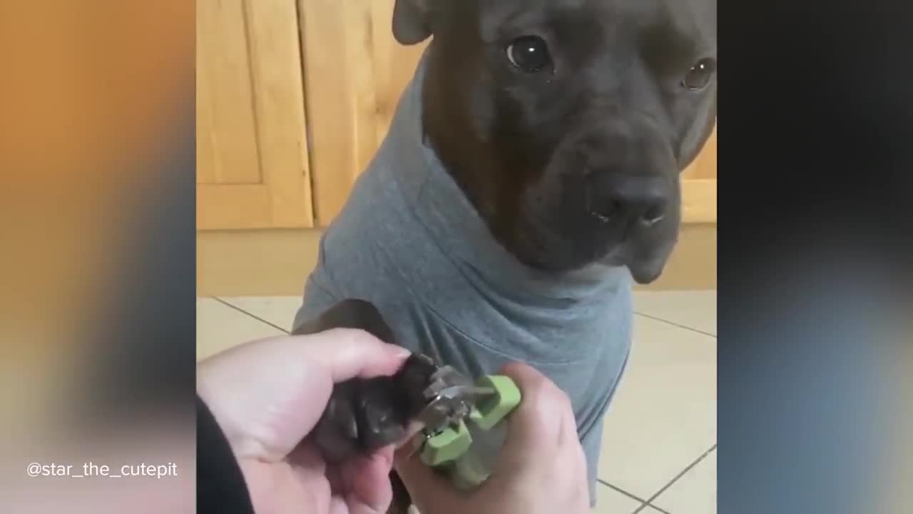 Pitbulls Being Wholesome | Funny and Cute Pitbull Compilation