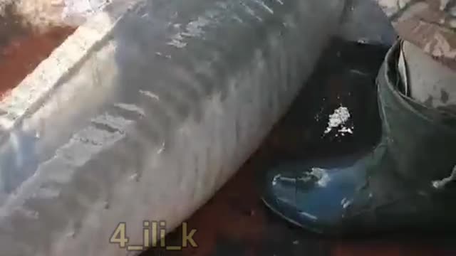 Fishermen release sturgeon into the Irtysh river