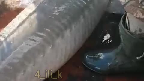 Fishermen release sturgeon into the Irtysh river