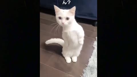 OMG Cute Cats