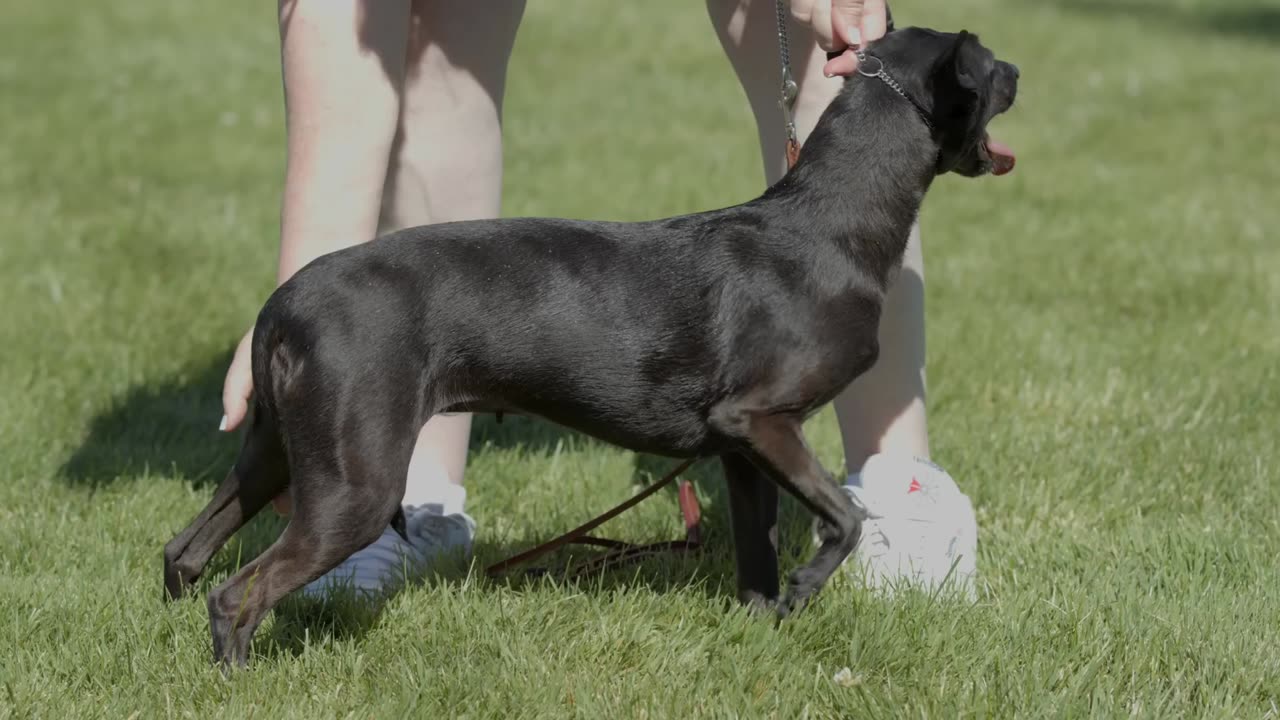 ALL ABOUT XOLOITZCUINTLI- THE MEXICAN HAIRLESS DOG