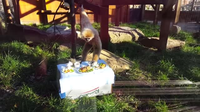 cute gibbons climbing and playing