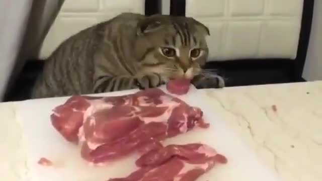 cats eat meat too