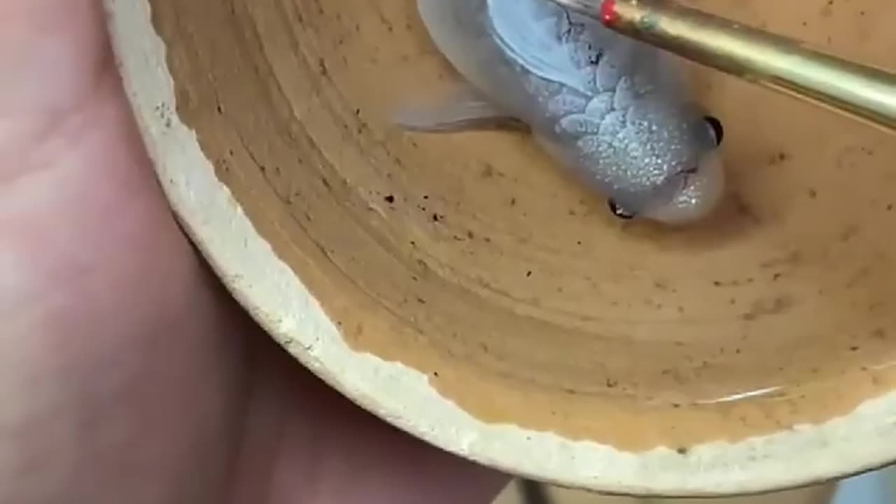 Fish Art